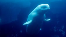 Beluga whale