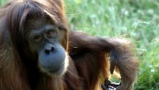 Bornean orangutan