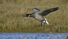 Brent goose