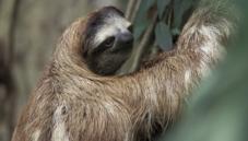 Brown-throated sloth