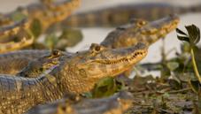 Caiman