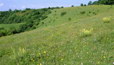 Chalk grassland