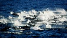 Whales, dolphins and porpoises