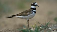 Ringed plovers