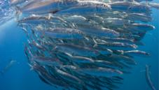 Herring and sardine family