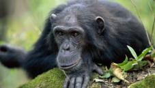 Chimpanzee