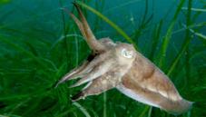Common cuttlefish