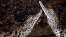 Crocodiles
