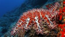 Crown-of-thorns starfish