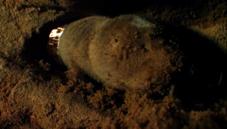 Damaraland mole rat