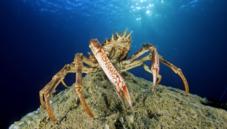 Crabs, lobsters and shrimp