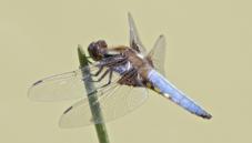 Dragonflies
