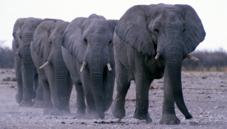 Elephants