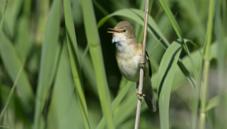 Reed warbler