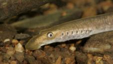 Brook lamprey