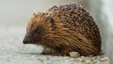Hedgehog