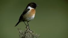 Stonechat