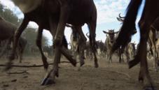Even-toed ungulates