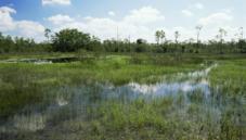 Flooded grassland
