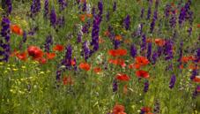 Flowering plants
