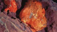 Frogfish