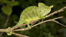 Labord's chameleon