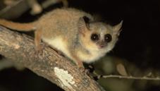 Grey mouse lemur