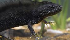 Great crested newt