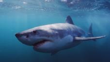 Great white shark