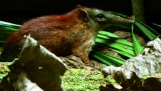 Grey-faced sengi