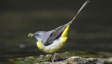 Grey wagtail