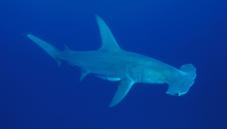 Hammerhead sharks