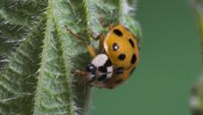 Harlequin ladybird
