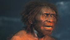 Homo erectus