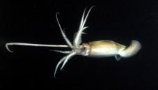 Humboldt squid