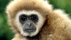 Lar gibbon