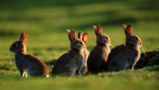 Hares and rabbits