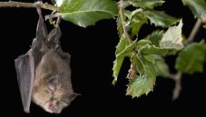 Lesser horseshoe bat
