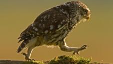 Little owl