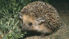 Long-eared hedgehog