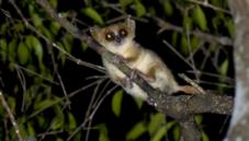 Madame Berthe's mouse lemur
