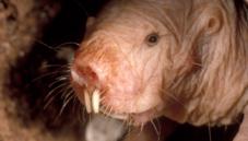 Naked mole rat