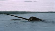 Narwhal