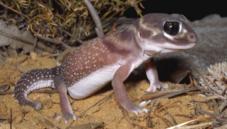 Knob-tailed geckos