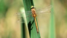 Norfolk hawker