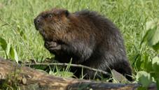 North American beaver
