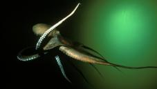 North Pacific giant octopus