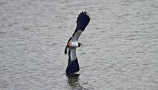 Lapwing