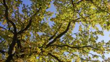 Oaks