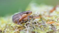 Palmate newt